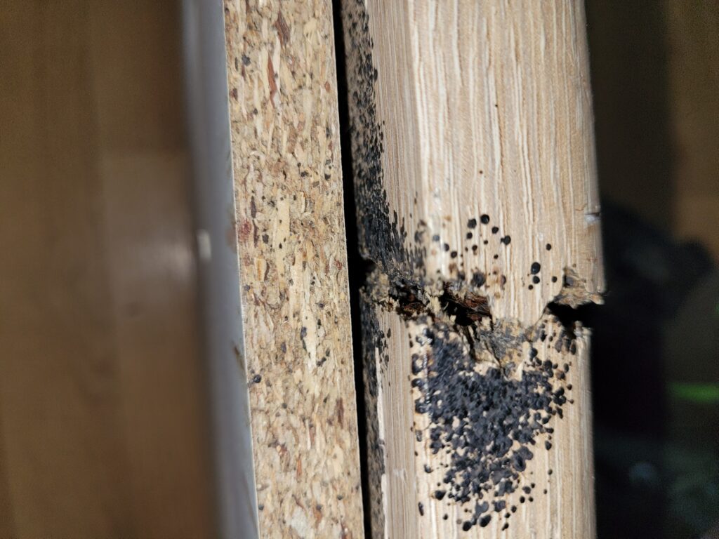 Bettwanzen hinter einem Schrank in Dresden